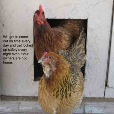 Automatic Chicken Coop Door Opener | Easy Chicken Coop
